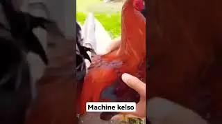 Machine Kelso