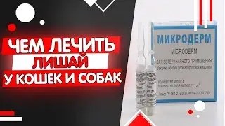 Чем лечить лишай у кошек (собак) в домашних условиях
