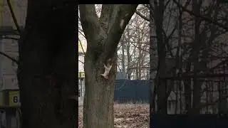 Весёлые белочки)))