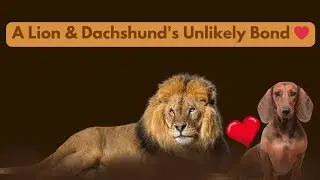 🦁 The Mighty Lion &The Brave Dachshund 🐾 I  ❤️ A Tale of Unlikely Friendship 🌍