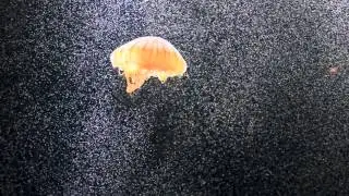 Yokohama Sea Paradise