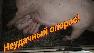 Неудачный опорос! Мелкие поросята!