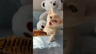 Не капризничайте! #бурма #cat #бурманскиекотята #kitten #catlover #cute #купитькотенка #котята