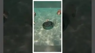 Fugu fish as a pet?