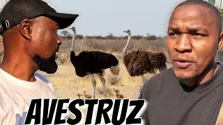 NOSSO ENCONTRO  COM AVESTRUZ AFRICANO MEU IRMÃO FICOU MUITO FELIZ