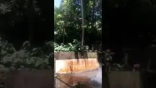 Funny Monkey Videos, Monkey are take bath , Monkeys are jumping and take bath, monkey jump bath
