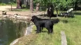 Ньюфы на озере