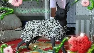 С ДНЁМ РОЖДЕНИЯ KING !!!!!