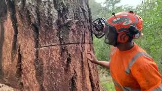 Removiendo Enorme Douglas fir
