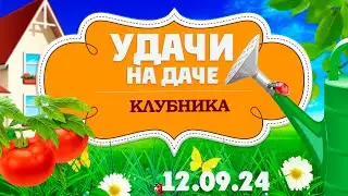 Удачи на даче. Клубника – урожай будущего года (12.09.2024)