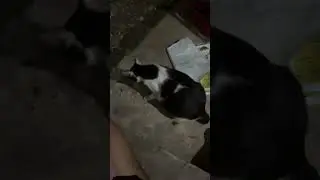 kucing perut besar mungkin ini sakit?
