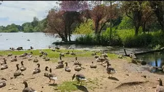 🏴󠁧󠁢󠁥󠁮󠁧󠁿 Sunny British Lake Nature Walk - The Mere, Scarborough, U.K 2024