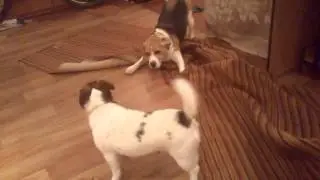 ...после прогулки...