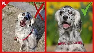 FOTOGRAFÍA a tu PERRO como un PROFESIONAL 📸 5 TRUCOS (+1) con muchos EJEMPLOS