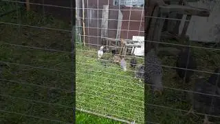 Выяснения отношения🤣 #жизньвдеревне #жизньзагородом #garden #цыплята