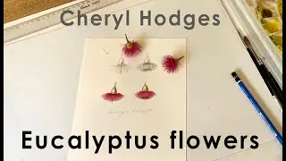 Eucalyptus flowers