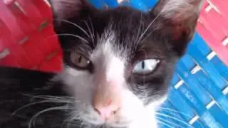 Mi gatito lindo
