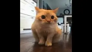 poop in pant