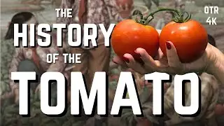The Wild Story of Tomatoes: From 