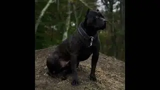 #blackpitbulls #pitbulls dog #edit #template