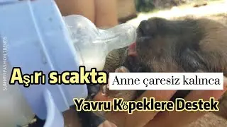 Adana'da yazın sıcağında dünyaya  gelen yavru köpekler