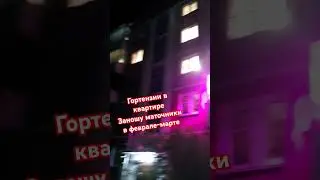 Гортензии в квартире