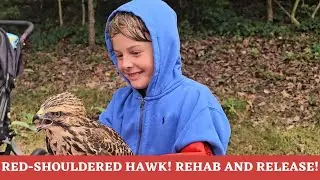Red-Shouldered Hawk! Rescue, Rehab and release! Happinest Wildlife Rescue with Alix Parks!