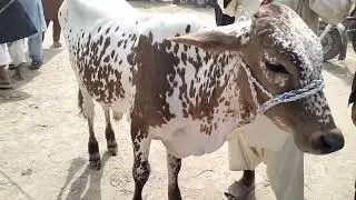 bachra farming in Pakistan Dikhao Pakistan Velog rohillan Wali janwar mandi