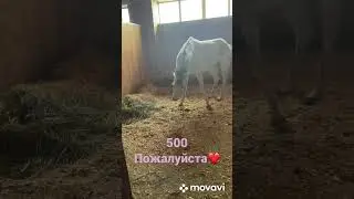 Помогите пожалуйста осталось немного каждый может помочь всего 23 человека❤️🥺