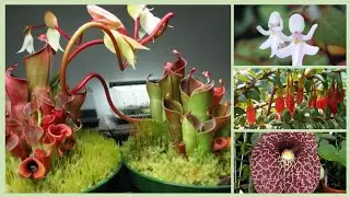 12 NOMES DE PLANTAS RARAS
