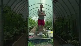 How to grow tomatoes)