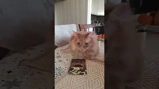 Лева играет в карты