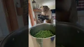 Mono cortando vainita o ejote 🐒 #tiktok
