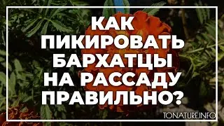 Как пикировать бархатцы на рассаду правильно? | toNature.Info