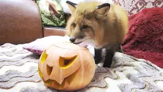 Rick the Fox is back for Halloween