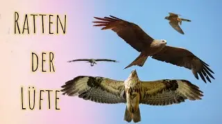 Greifvögel auf der Jagd 📸