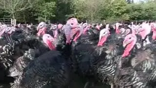 Shakira Turkey Gobble at Pepsi Super Bowl LIV Halftime Show