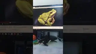 The Frog in Fast 2x 🐸⏩⏩