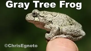 Gray tree frogs - Hundreds of them singing into the night!