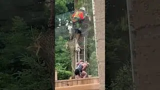 Lucky Lady Avoids Tree Cutting Chaos