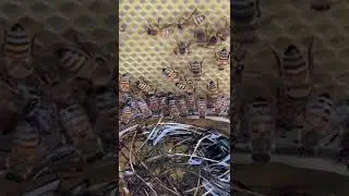 Подкормка пчёл
