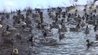 Утки на р.Атлашка Январь 2017