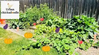 How to Plant a Vegetable Garden