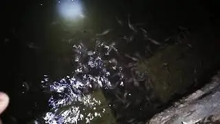PERKEMBANGAN LARVA LELE UMUR 4-6 MINGGU TANPA CASUT || INI UKURAN YANG PALING KECIL