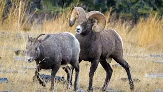 The Bighorn Rut is Coming