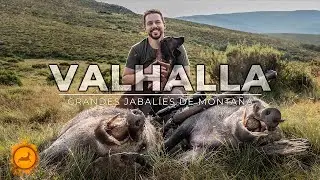 💥Los 𝗖𝗢𝗖𝗛𝗜𝗡𝗢𝗦 del 𝗩𝗔𝗟𝗛𝗔𝗟𝗟𝗔💥Jabalíes de Montaña - Cinegetics‼
