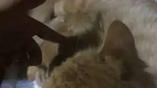 Malak got Kittens Day 5: meow.