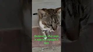 Котики и кошки!! Чудо звук для кошек😂😂включите этот звук и они прибегут к вам!! Проверено!!!