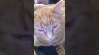 Кошечки