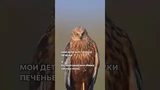 Есть такие мамы? 
